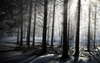 Inverno foresta misteriosa.