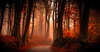 Herbst im Wald HD Wallpaper.