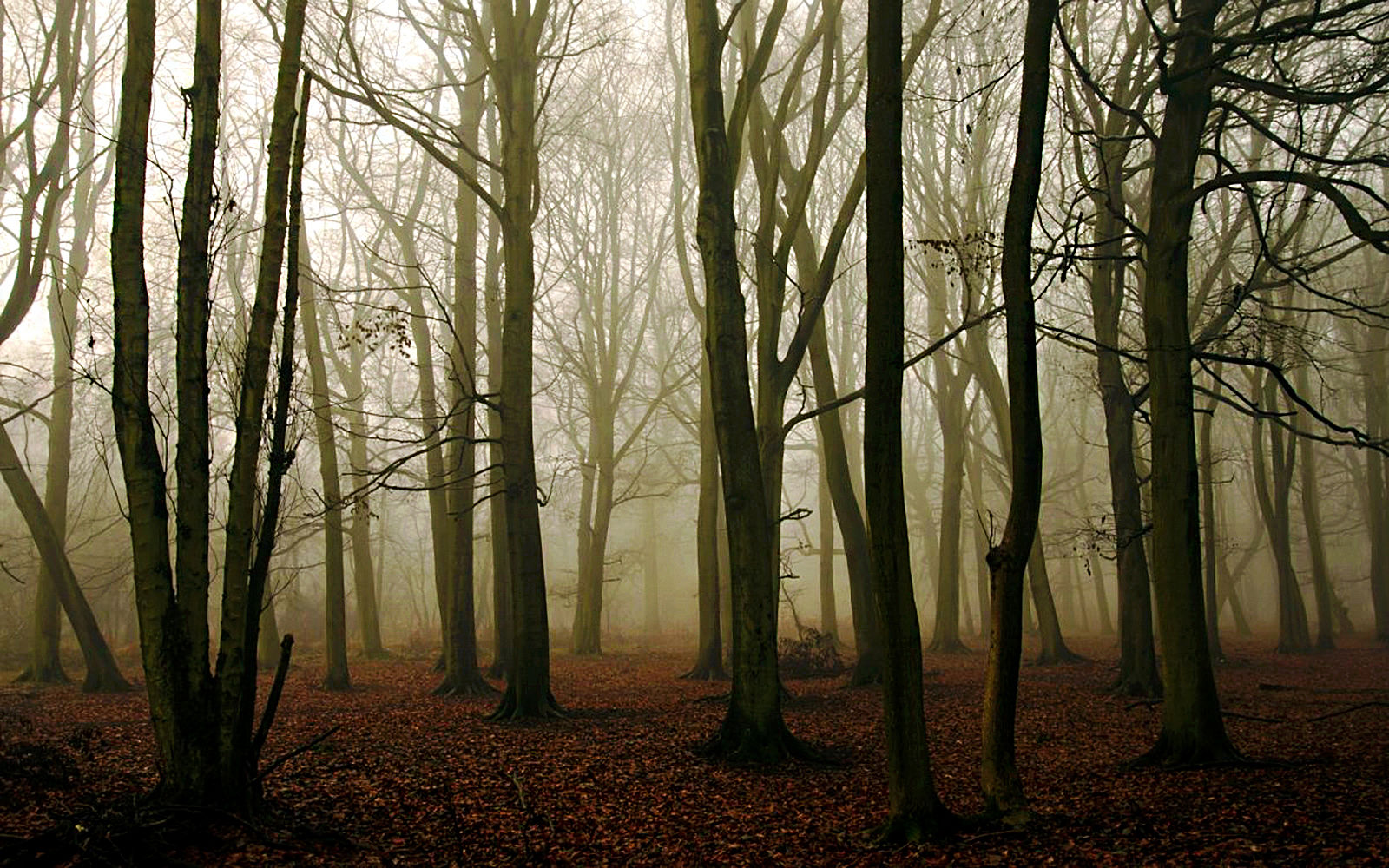 Gloomy forest. Watch HD backgrounds amazing natural landscapes for ios.  Forest, trees.